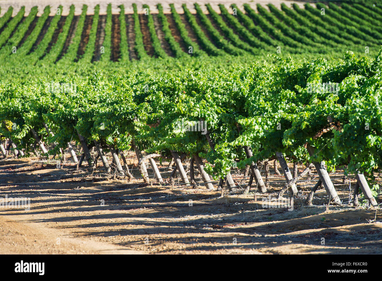 Rangées de vignes dans un vignoble, Stellenbosch, Afrique du Sud, Gautang Banque D'Images