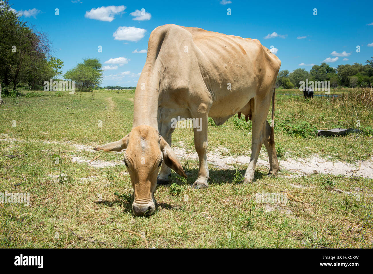 Vache de pâturage par le fleuve ; Sexaxa Village, Maun, Botswana Banque D'Images