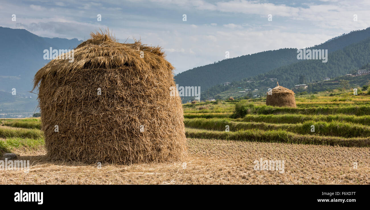 Paquet de foin séché ; Brown, Thimphu, Bhoutan Banque D'Images