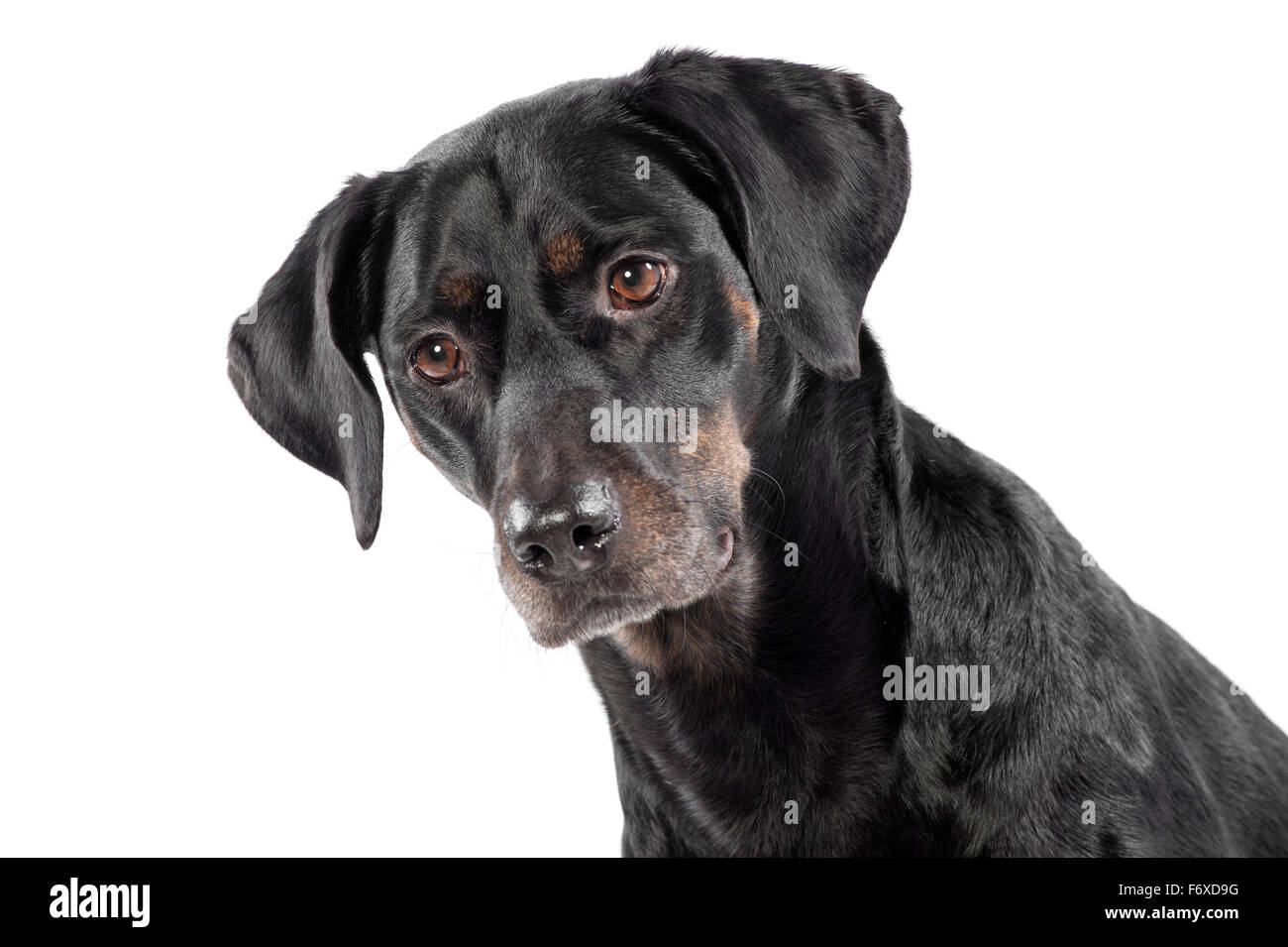 Adorable chien noir avec un air pensif regardant fixement vers le bas vers la gauche de l'image Banque D'Images