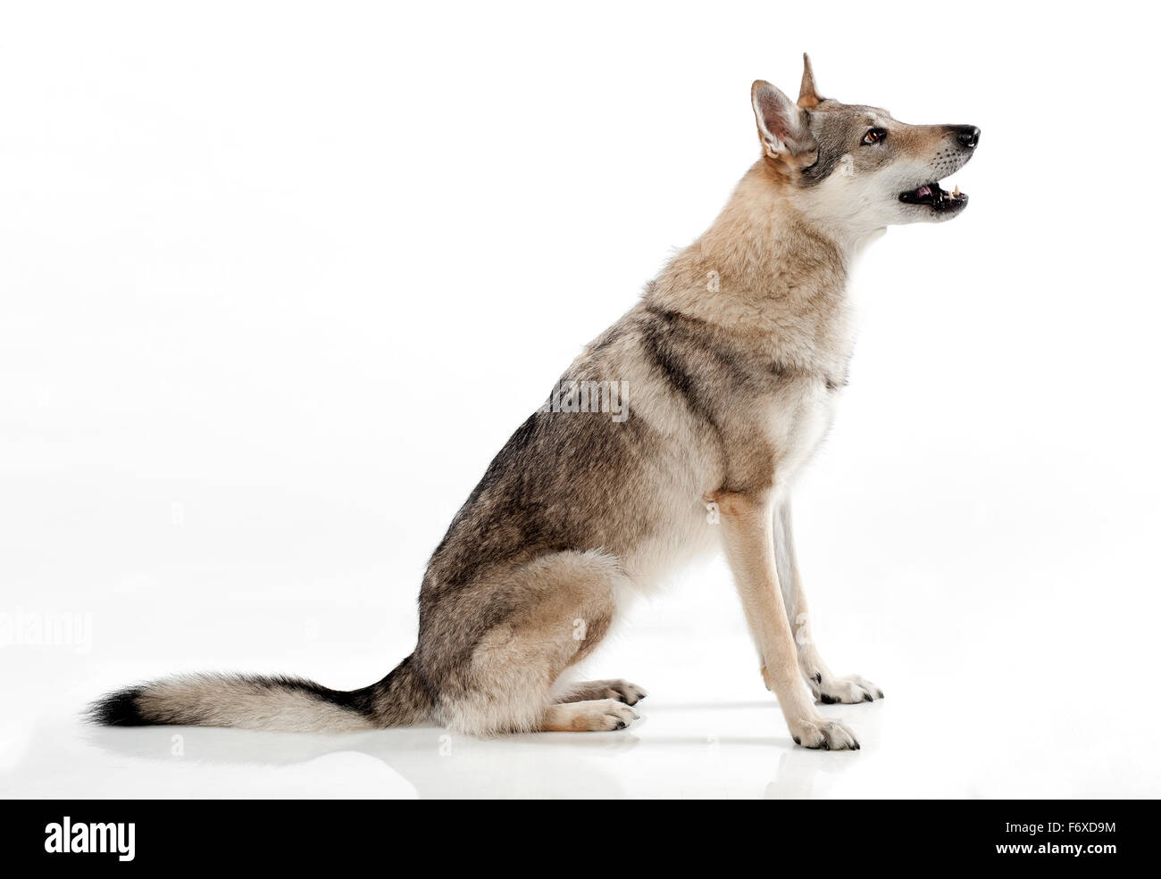 Chien-loup tchécoslovaque, un hybride entre un berger allemand et du loup des Carpates Banque D'Images