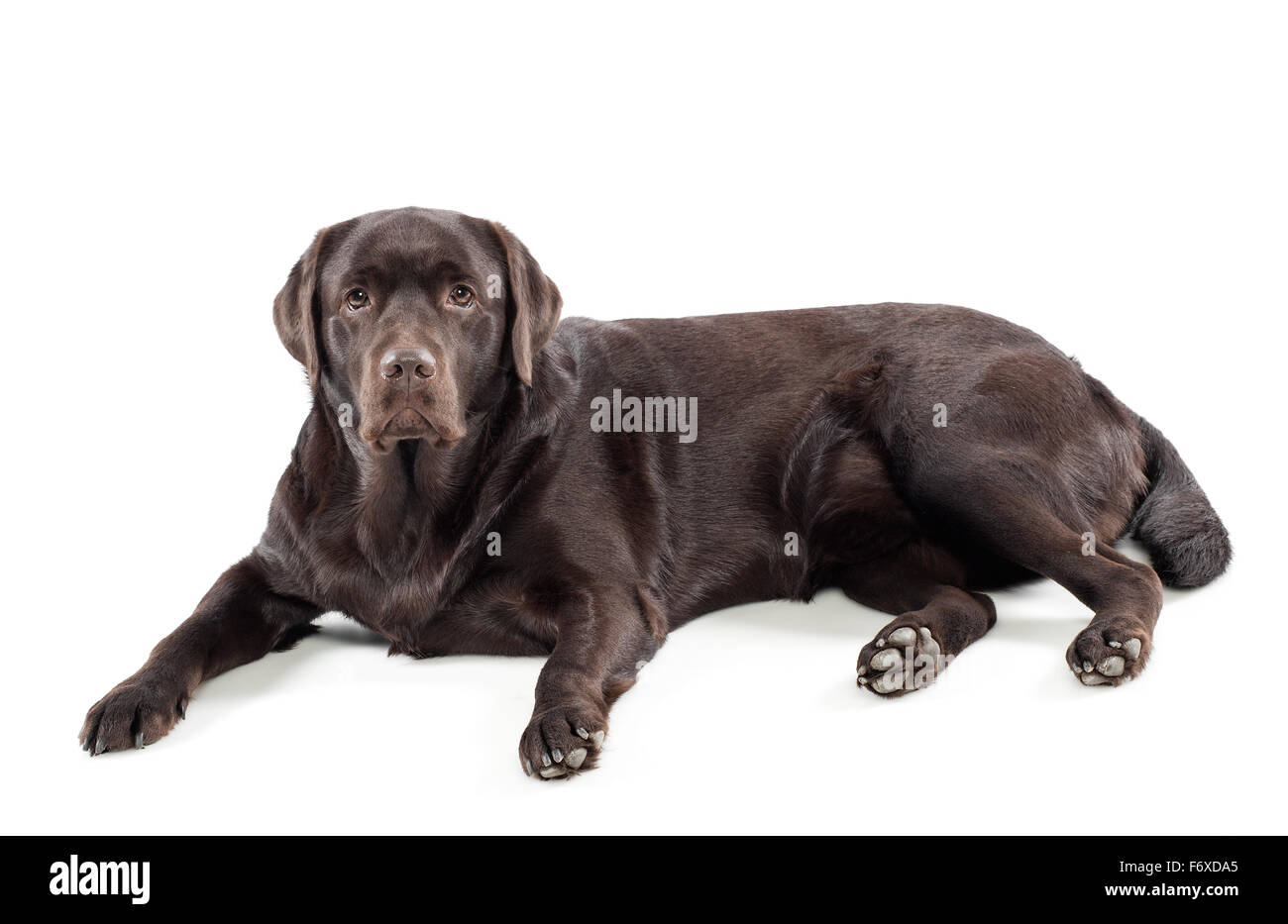 Labrador retriever chocolat allongé sur un fond blanc Banque D'Images