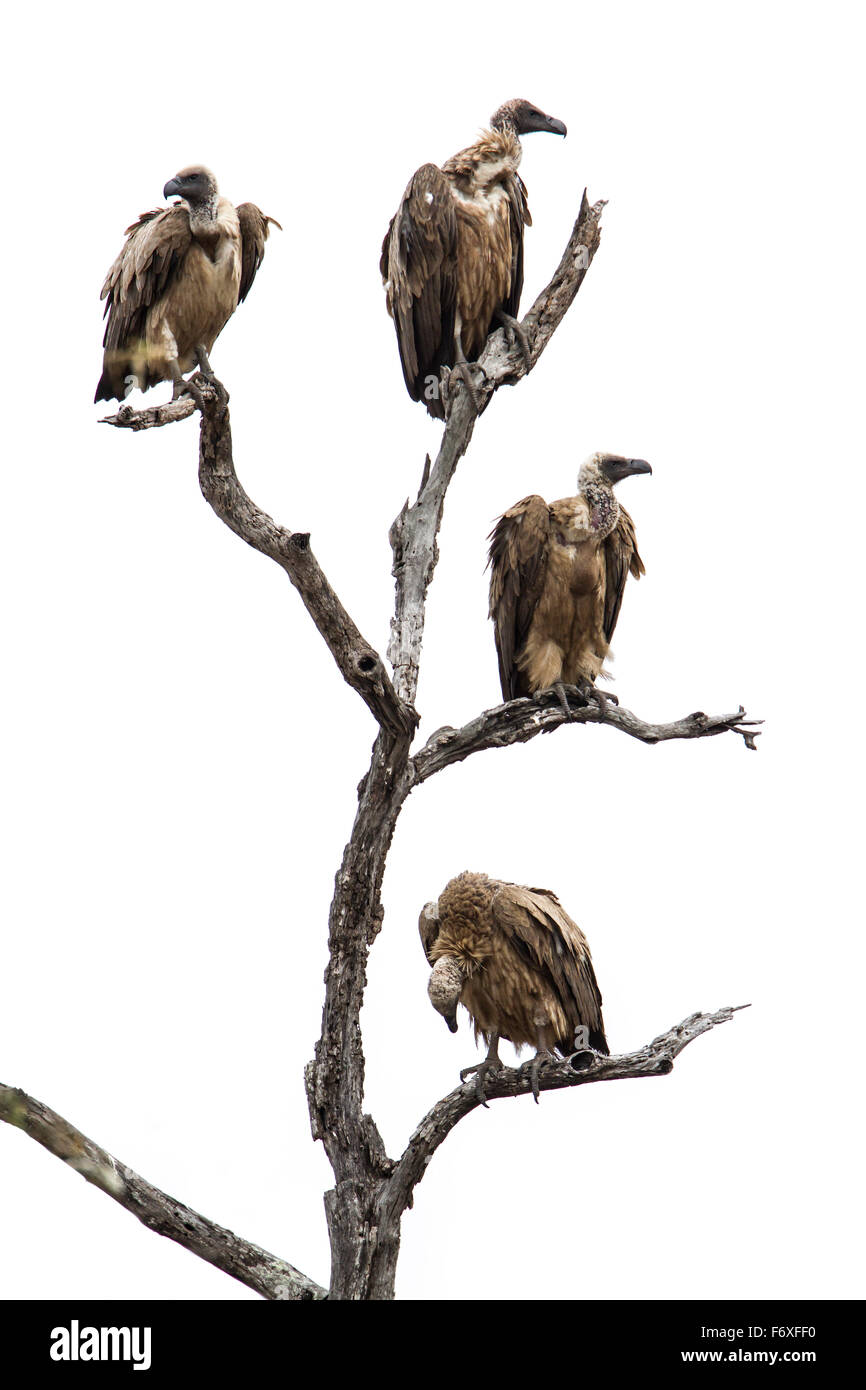 Cape vulture Gyps coprotheres Espèce Famille des Accipitridae Banque D'Images