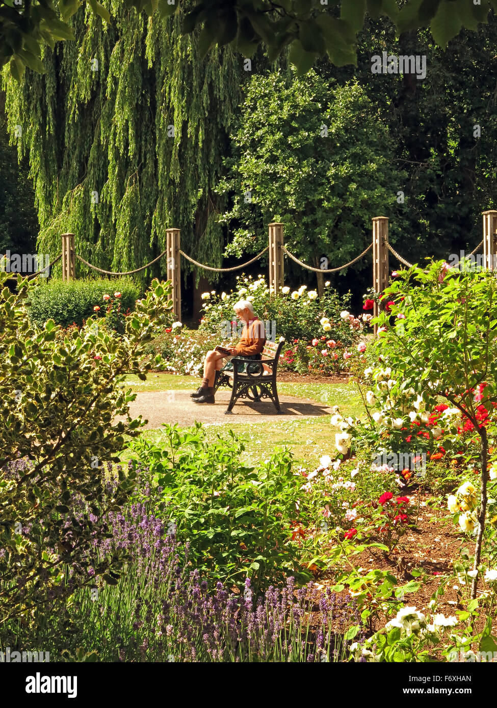 Le temps de s'asseoir et lire dans le soleil d'été parmi les fleurs doubles de Vivary Park dans la région de Taunton, Somerset, England, UK Banque D'Images