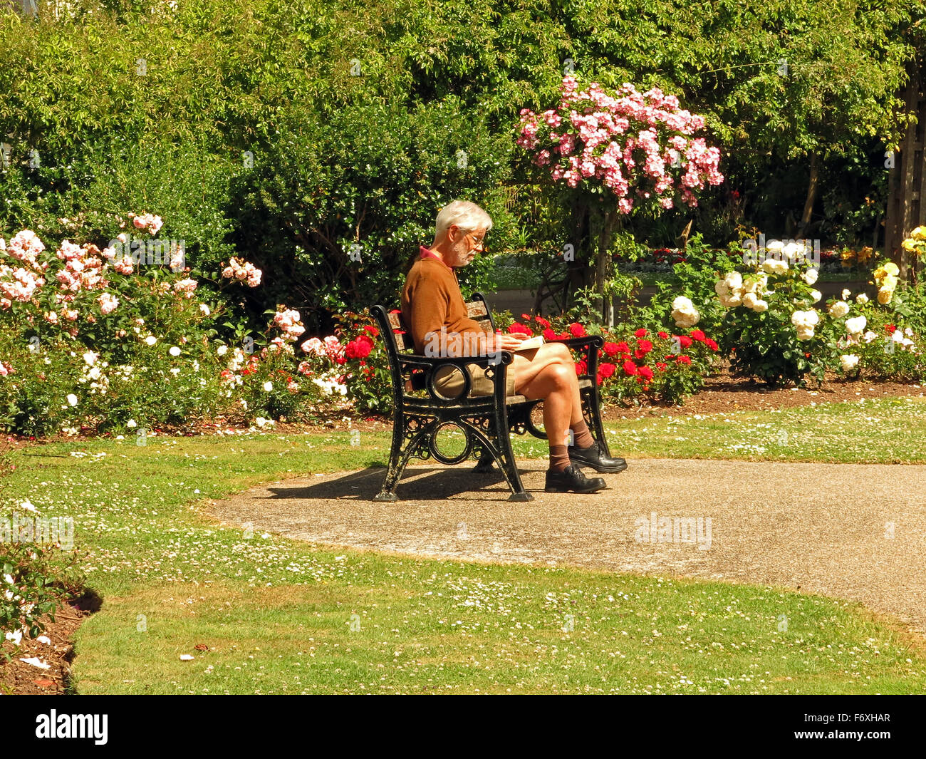 Le temps de s'asseoir et lire dans le soleil d'été parmi les fleurs doubles de Vivary Park dans la région de Taunton, Somerset, England, UK Banque D'Images