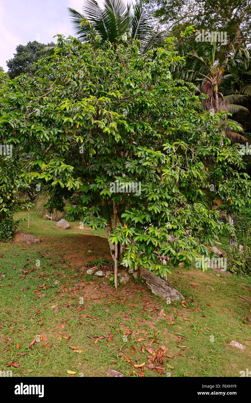 Corossol (Annona muricata), plante médicinale, l'île de Mahé, Seychelles Banque D'Images