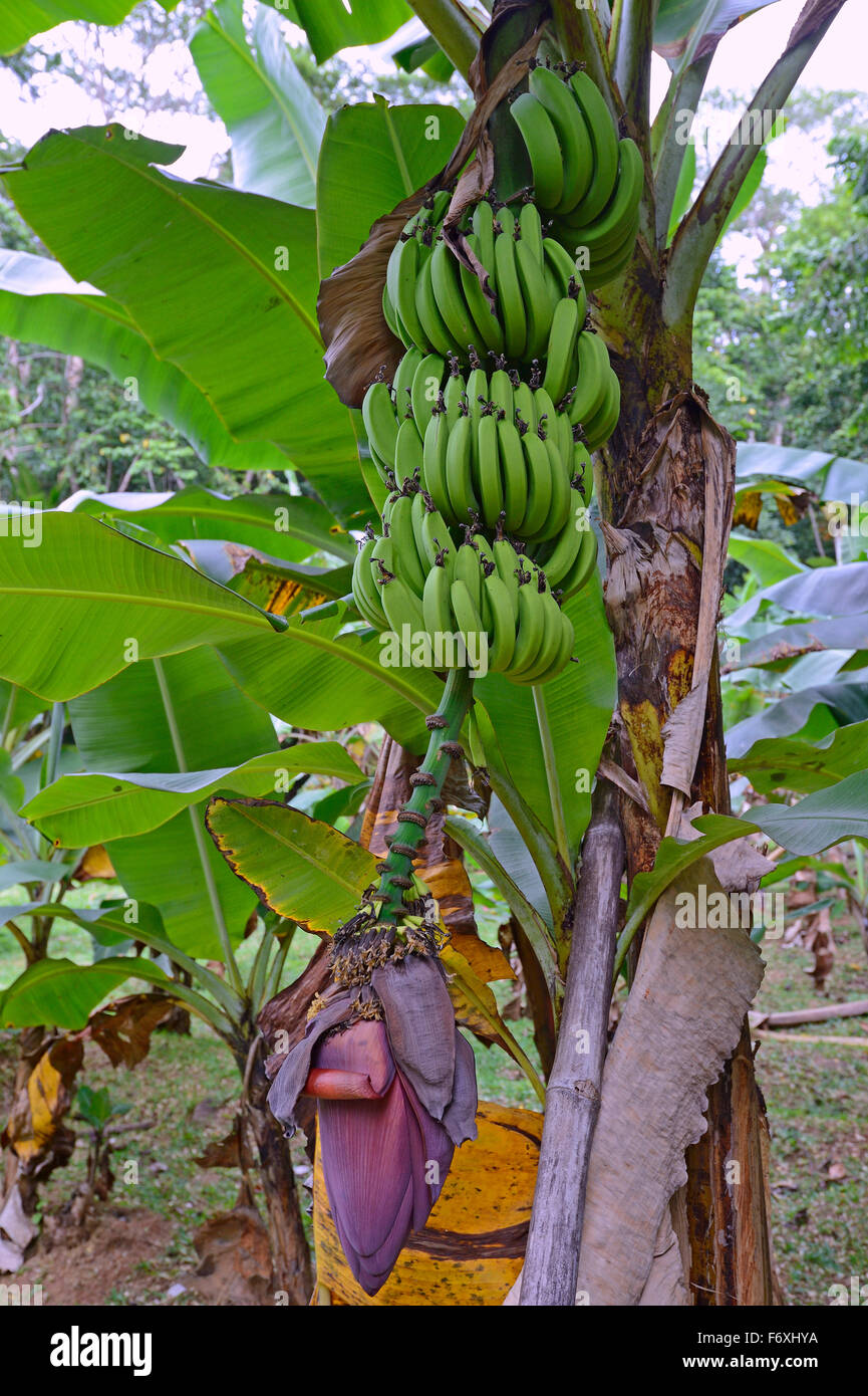 Banane (Musa ensete), vivace à fleurs, l'île de Mahé, Seychelles Banque D'Images