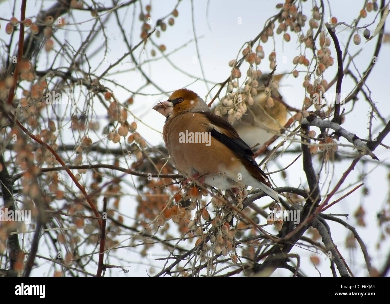 L'oiseau la rose sur une branche mange en hiver des fruits. (Coccothraustes Brisson), Elaeagnus commutata (). format horizontal. Banque D'Images