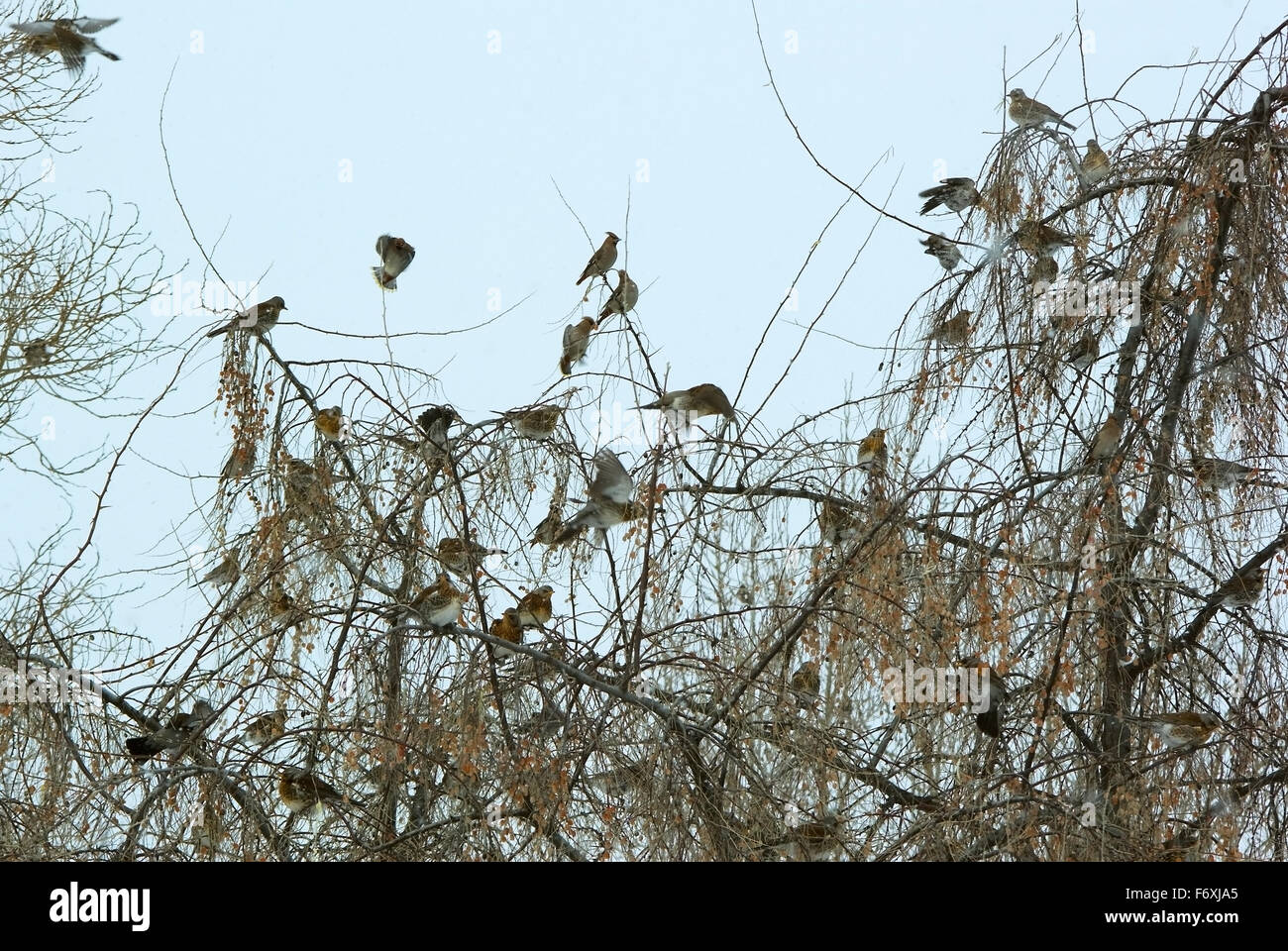 Vols d'oiseaux d'svirestel ryabinnik et grives de manger sur les branches en hiver des fruits. (Bombycilla garrulus), Banque D'Images