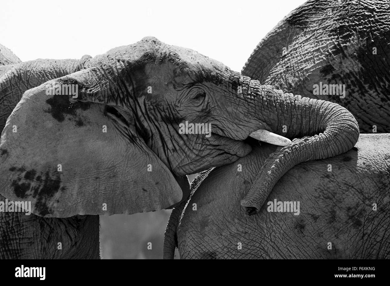 Un jeune éléphant photographié en noir et blanc tout en appuyant l'arrière d'un autre éléphant Banque D'Images