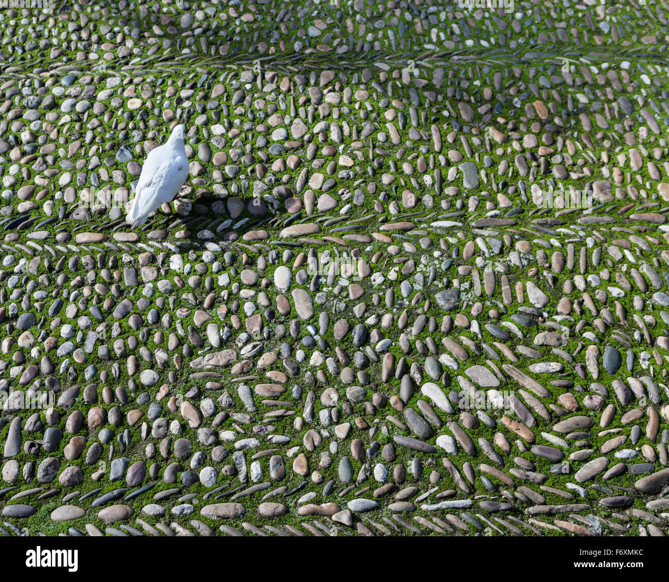 Colombe blanche en hiver à angle de lumière sur la chaussée en pierre et de la mousse près de la Mezquita en Andalousie, Espagne Banque D'Images