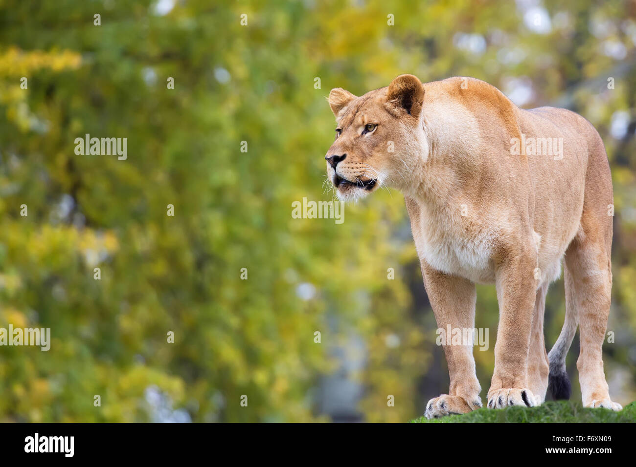Lionne dans la nature Banque D'Images