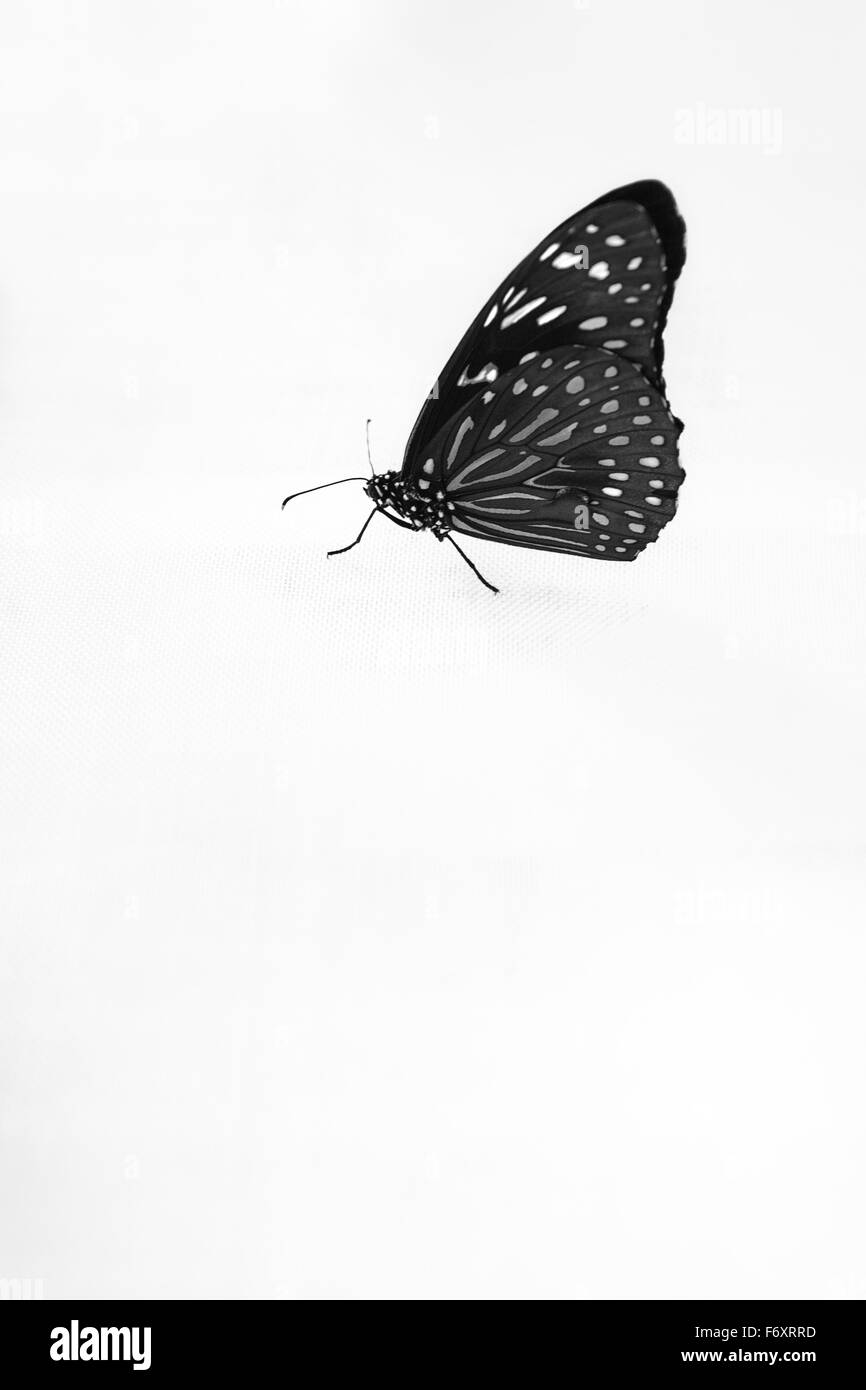 Beau petit papillon pris dans un zoo de papillons tropicaux Banque D'Images