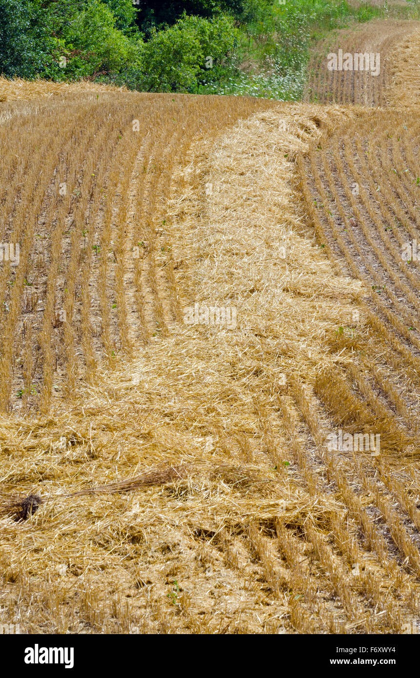 La bande comprimé sur champ de blé Banque D'Images