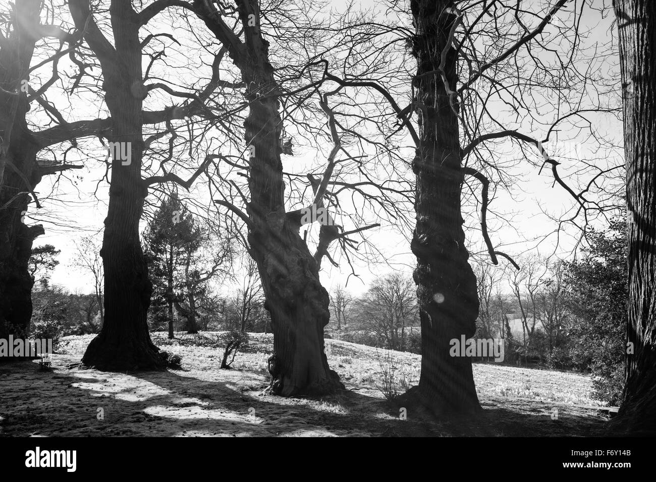 Vue paysage de la belle campagne de l'Essex en Angleterre Banque D'Images