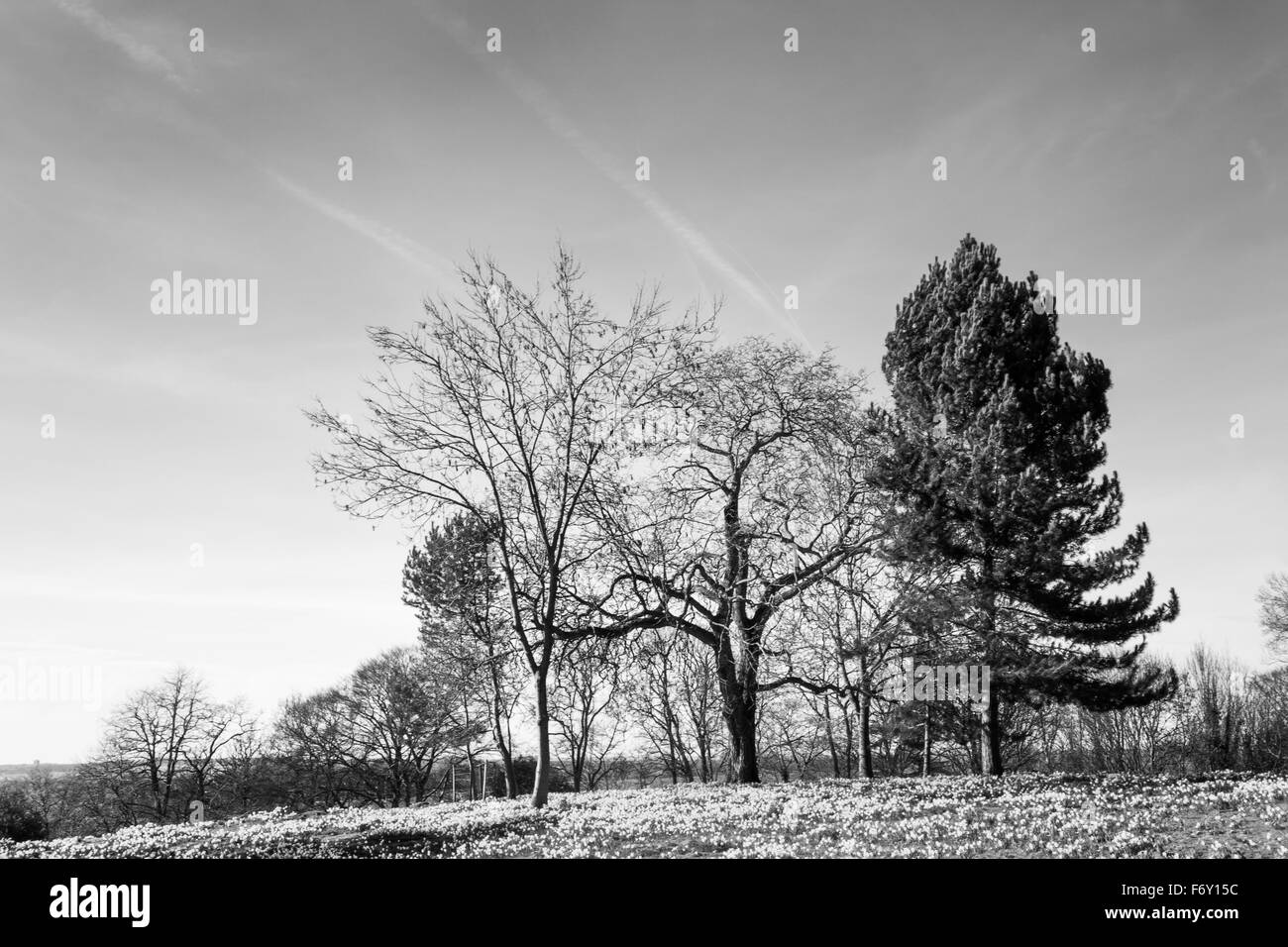 Les grands champs de la jonquille woods dans l'essex en Angleterre, les premiers signes du printemps est sur son chemin Banque D'Images