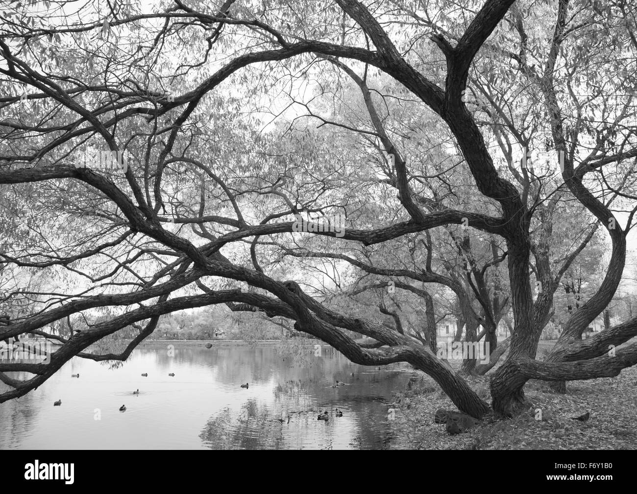 Willow Tree, Petergof, Saint-Pétersbourg, Russie. Banque D'Images