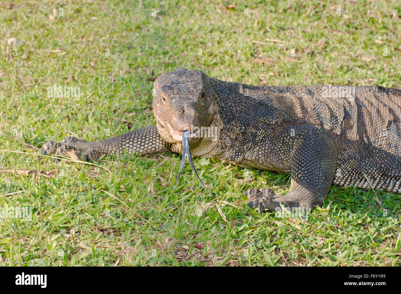 Contrôle de l'eau de l'Asie ou varan aquatique (Varanus salvator) Redang island, Malaisie Banque D'Images