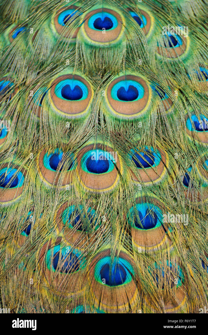 Les plumes de paons Indiens lumineux ou des paons bleus (Pavo cristatus), Malaisie Banque D'Images