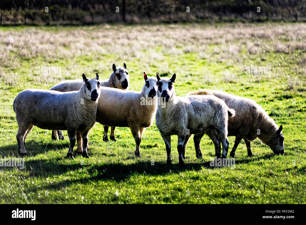 Curieux moutons près de Herefordshire village d'Avenbury. Ils ont les yeux noirs, les oreilles noir et noir de la bouche. Banque D'Images