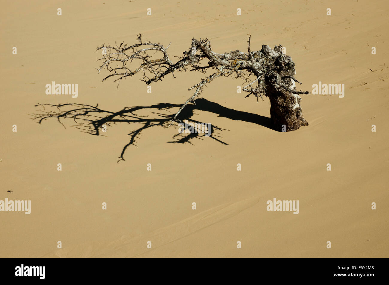 Tronc séché et shadow enterré dans les dunes de sable naturel, Gomati 2000 zone protégée, Katalako, île de Lemnos, Grèce Banque D'Images
