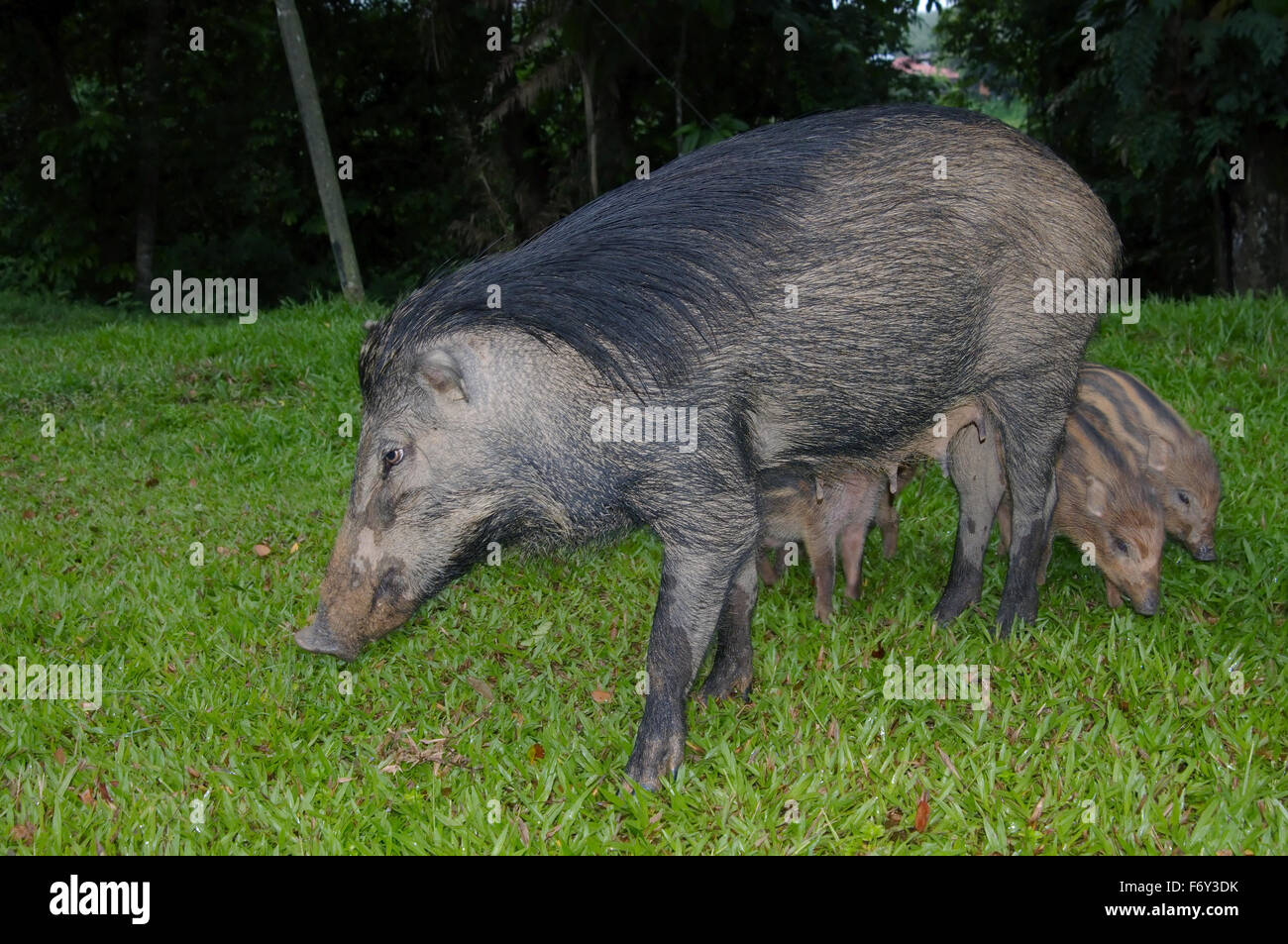 Les sangliers, les porcs sauvages eurasiennes ou de cochon sauvage (Sus scrofa), Malaisie Banque D'Images