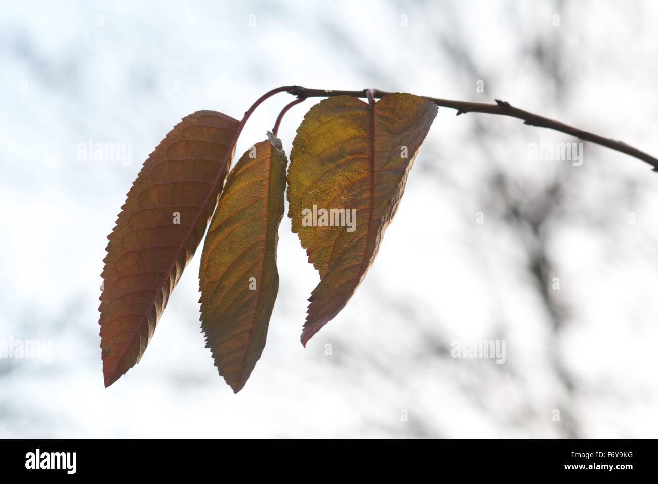 Cherry Tree feuilles en automne Banque D'Images