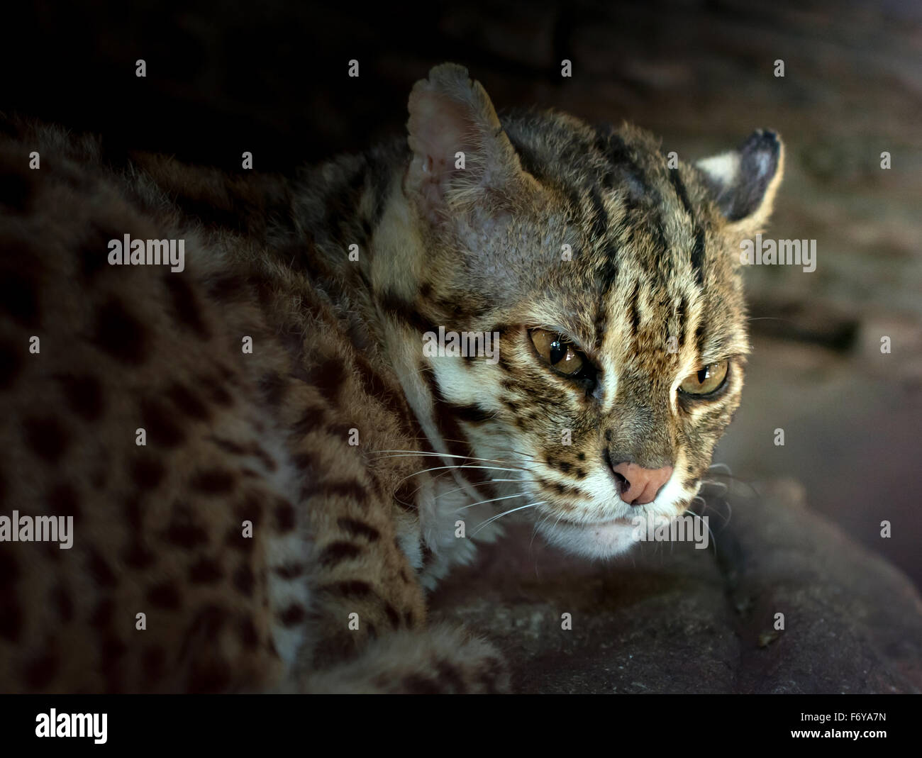 Leopard cat Nom scientifique Prionailuru bengalensis Banque D'Images