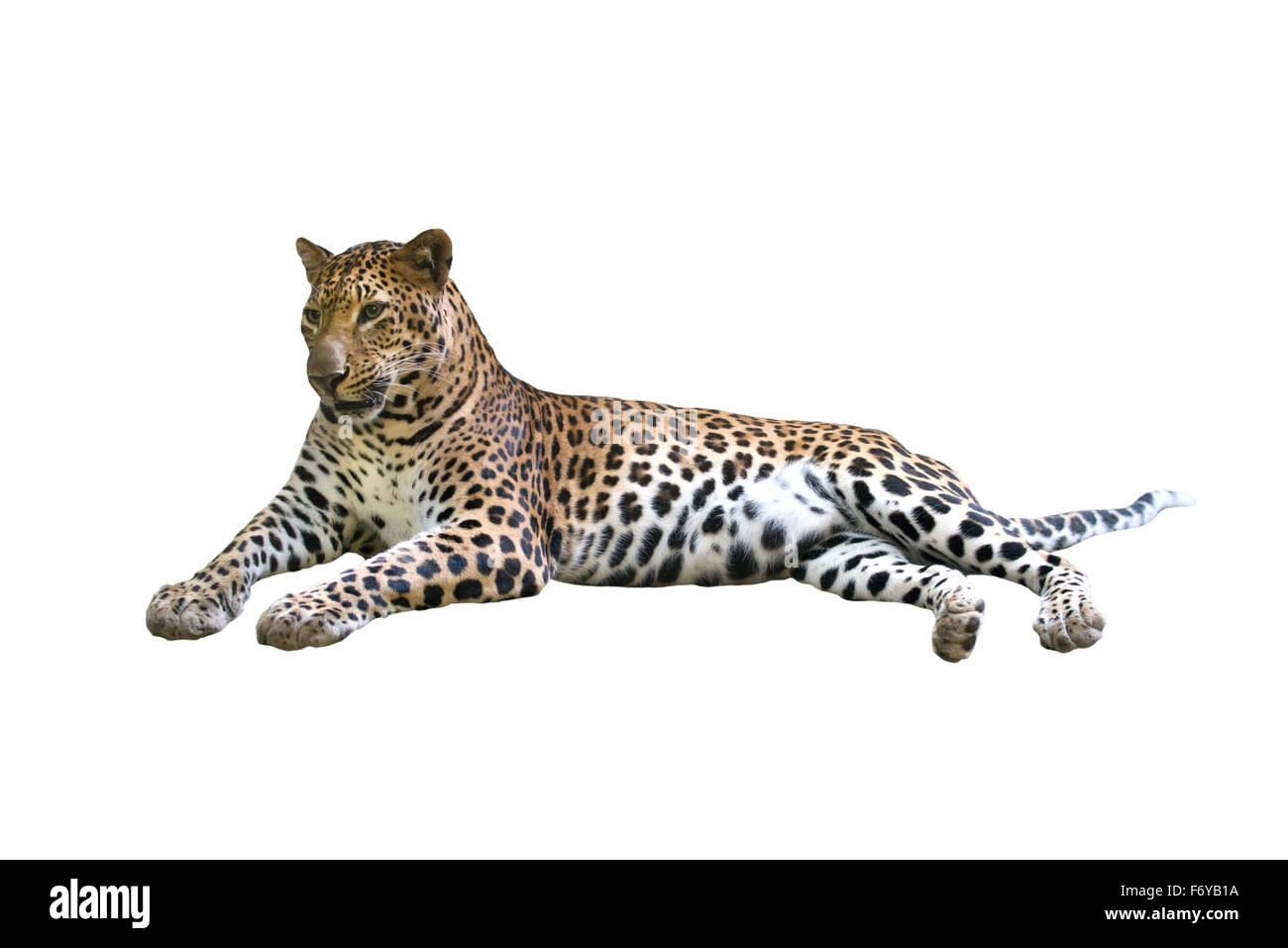 Leopard (Panthera pardus ) isolé sur fond blanc Banque D'Images