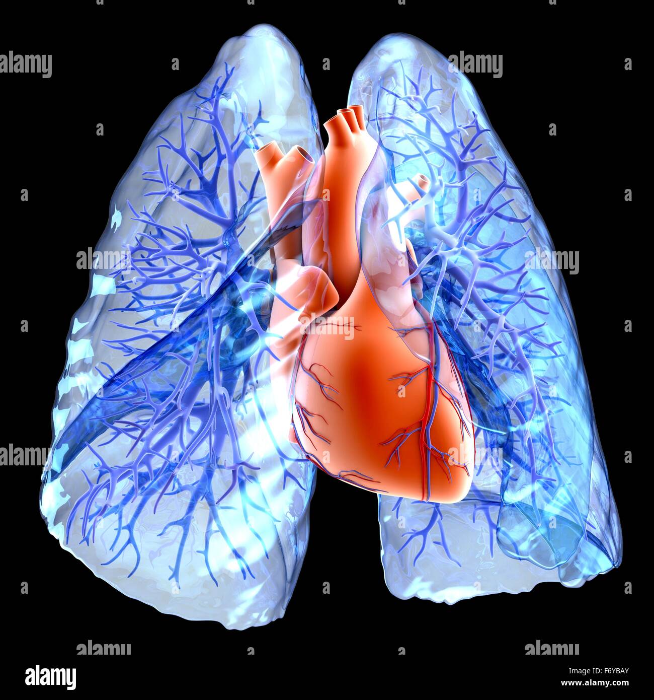 Le système circulatoire du cœur et des poumons, de l'oeuvre de l'ordinateur. Le coeur (centre) est un muscle qui pompe le sang dans le corps. Le sang oxygéné retourne à partir des poumons dans les deux branches de la veine pulmonaire (bleu-violet). Sont également indiqués les lobes de t Banque D'Images