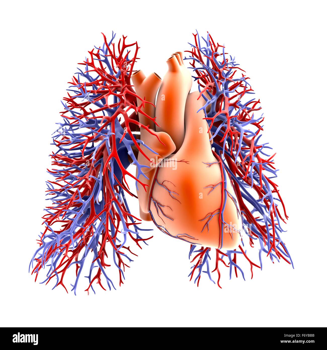 Le système circulatoire du cœur et des poumons, de l'oeuvre de l'ordinateur. Le coeur (centre) est un muscle qui pompe le sang dans le corps. Les deux branches de l'artère pulmonaire (rouge) transporter le sang désoxygéné du coeur aux poumons. Le sang oxygéné retourne Banque D'Images