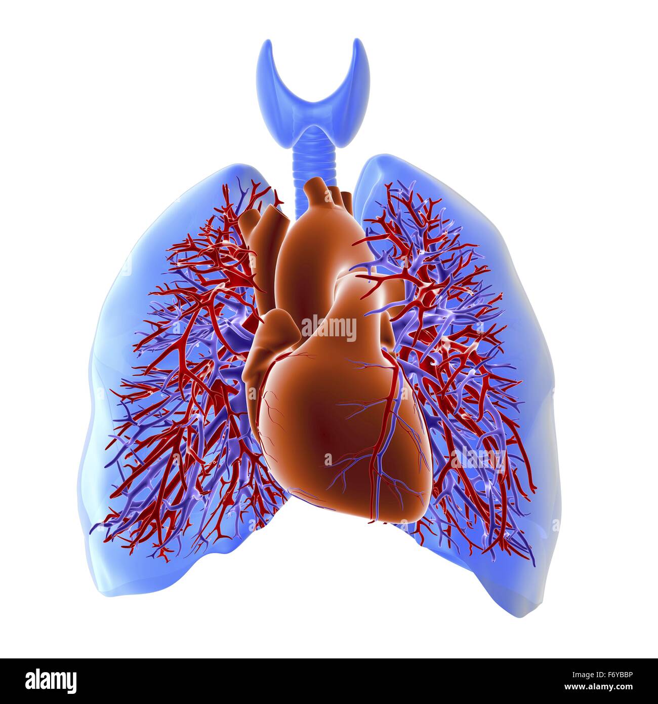 Le système circulatoire du cœur et des poumons, de l'oeuvre de l'ordinateur. Le coeur (centre) est un muscle qui pompe le sang dans le corps. Les deux branches de l'artère pulmonaire (rouge) transporter le sang désoxygéné du coeur aux poumons. Le sang oxygéné retourne Banque D'Images
