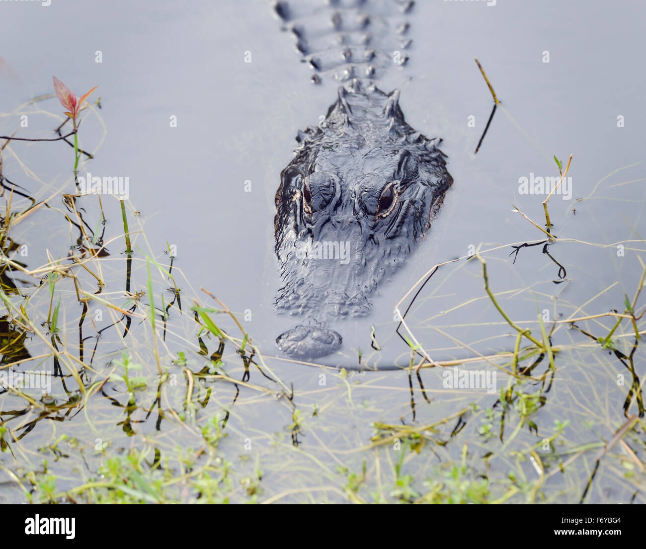 Alligator en Floride Swamp Banque D'Images