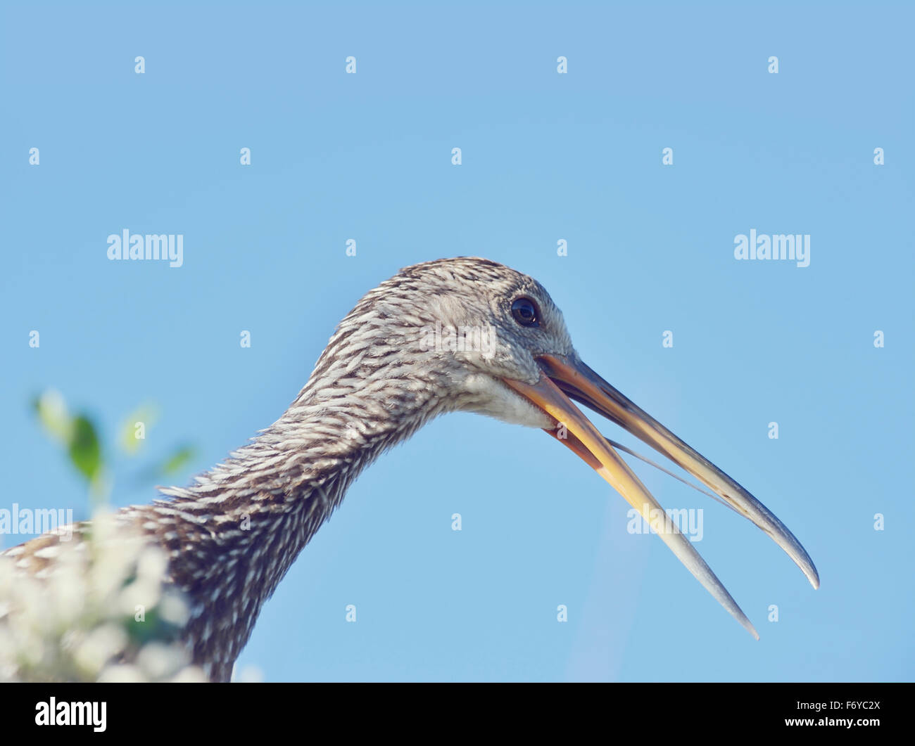 Limpkin Bird Perching contre le ciel bleu Banque D'Images