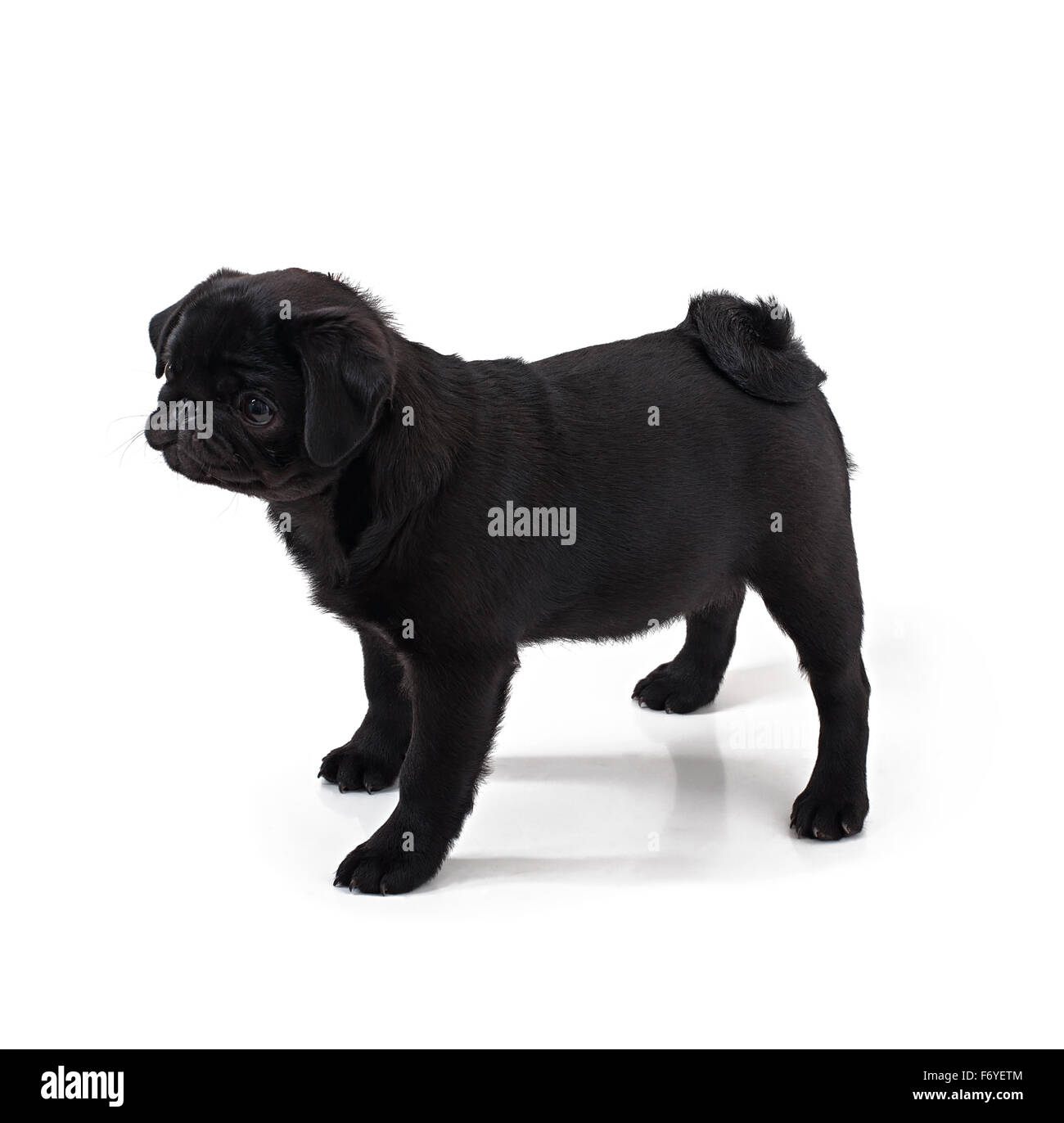 Jeune chien noir pug posing on white background Banque D'Images