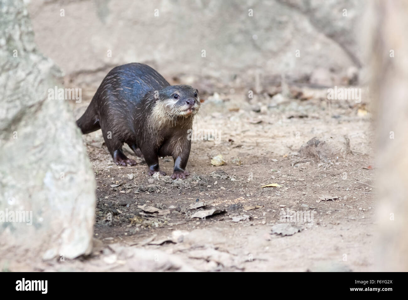 Une loutre arrive tout juste de l'eau et de marcher sur la terre Banque D'Images