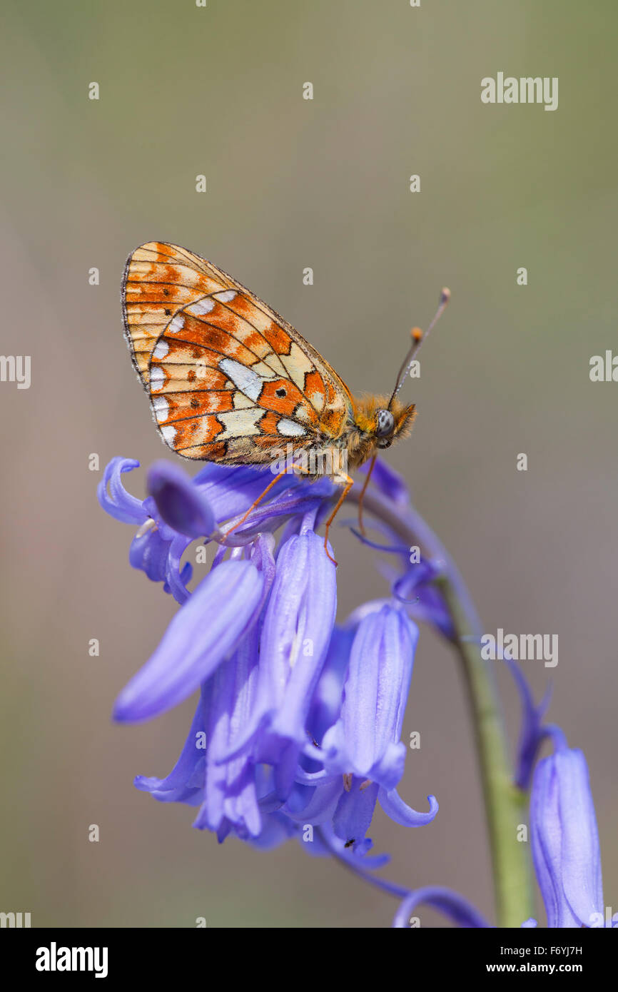 Pearl bordée Fritillary Butterfly ; Clossiana euphrosyne seul sur Bluebell, Cornwall, UK Banque D'Images