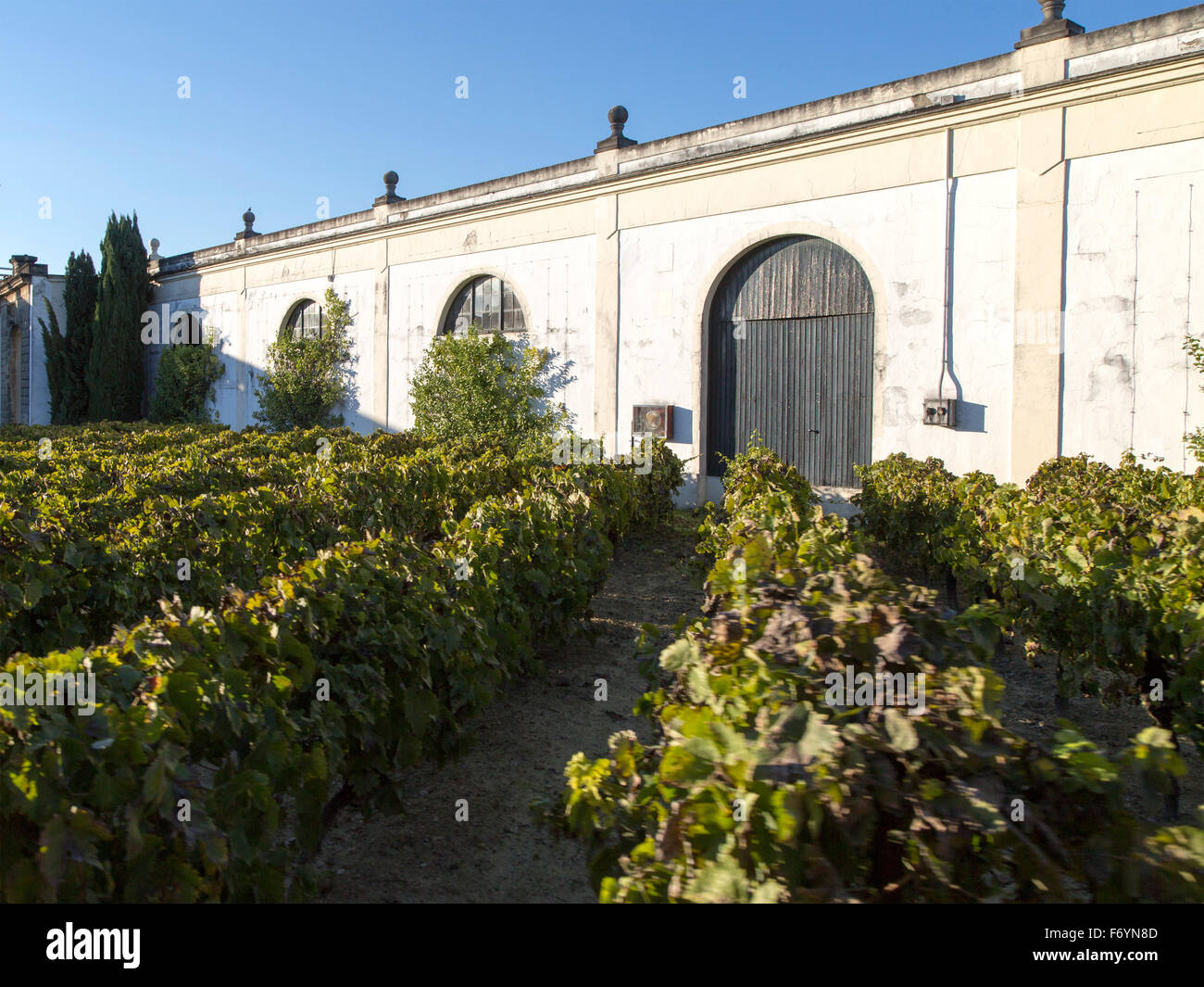 Grapes growing in vignoble et à la bodega, Gonzalez Byass Jerez de la Frontera, province de Cadiz, Espagne Banque D'Images