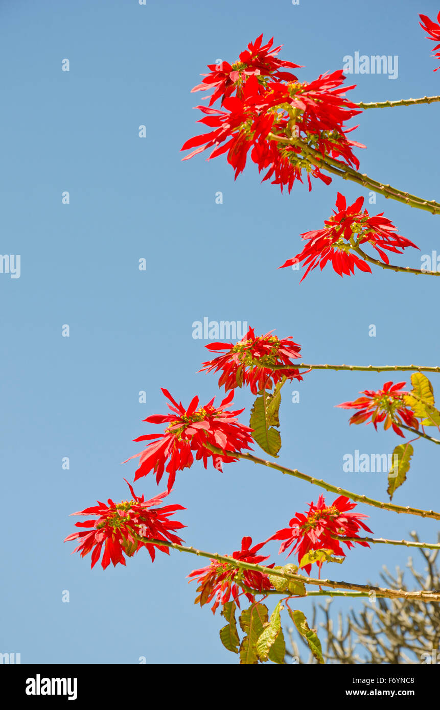 Belle poinsettia rouge bush floraison sur sunny day Banque D'Images