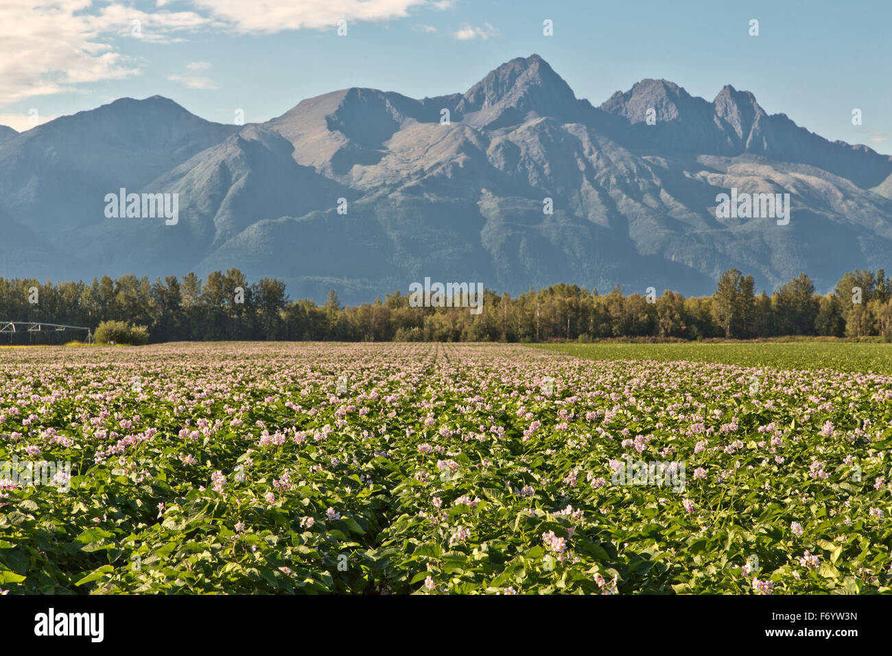 Champ de pommes de terre de floraison, Chugach montagnes au loin. Banque D'Images