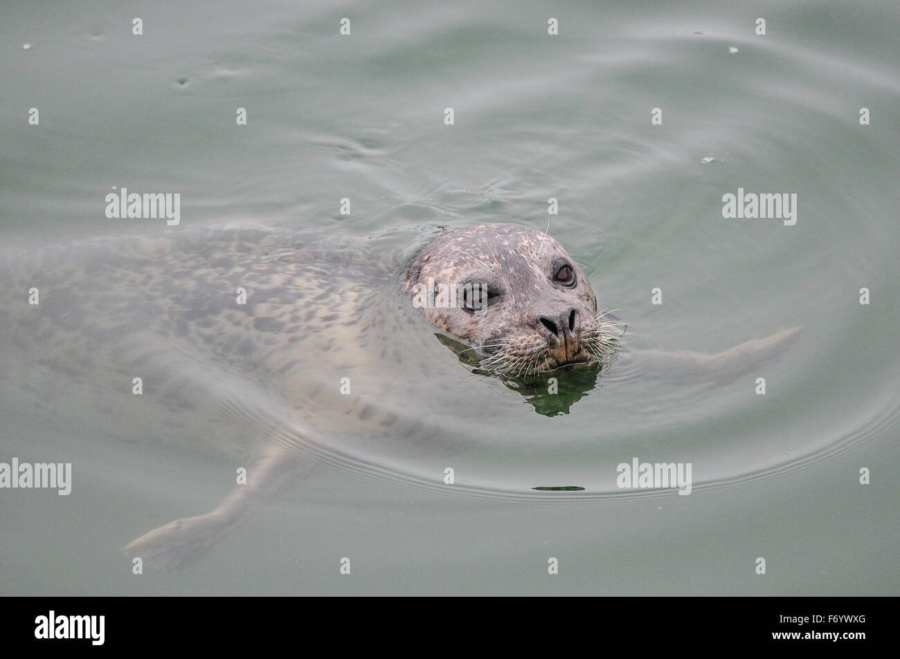 Seal nager dans la mer près de Oregon United States Banque D'Images