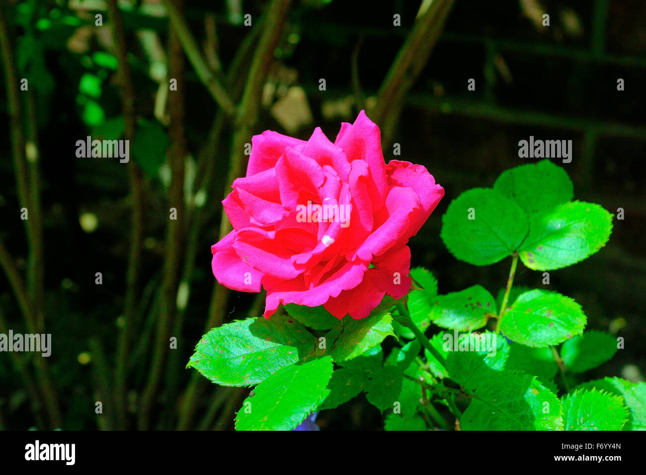 BRIGHT A AUGMENTÉ Banque D'Images