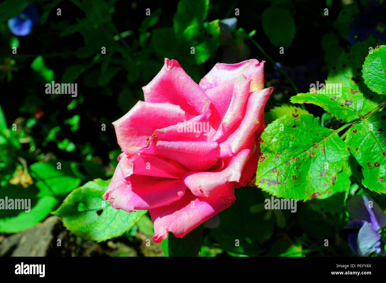 ROSE ROSE Banque D'Images