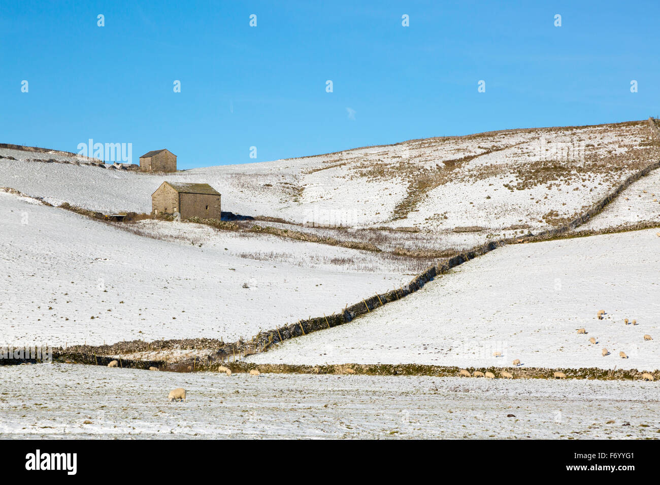 Yorkshire Dales en hiver - avec des champs, murs de pierres sèches, des moutons, des granges et un ciel bleu Banque D'Images