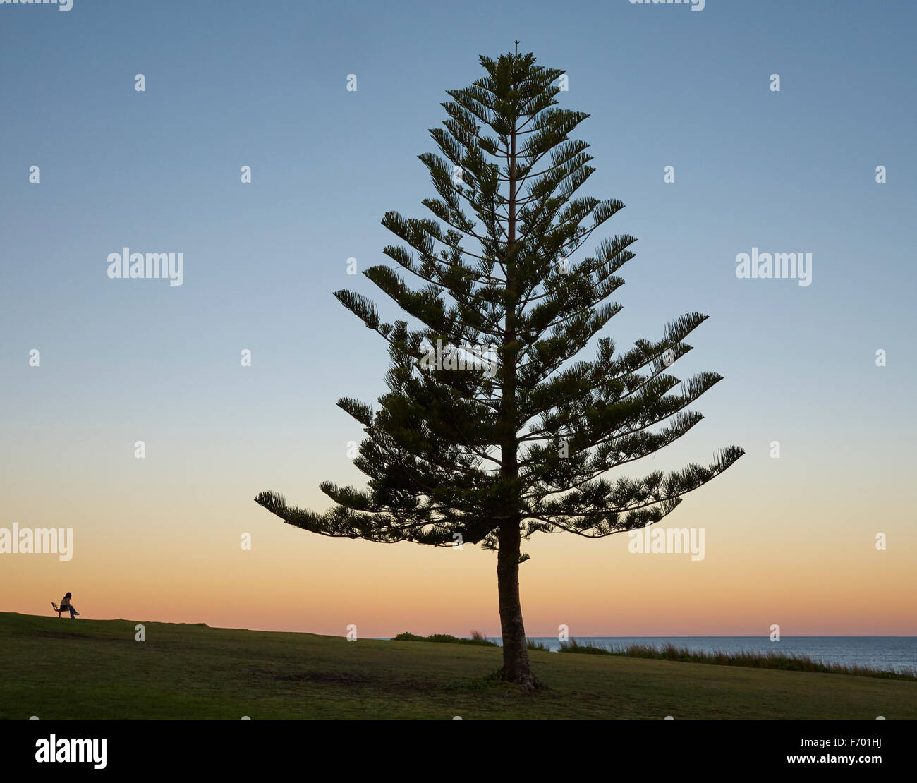 Coucher Du Soleil Avec Le Norfolk Pine Tree Silhouette N S W En Australie Photo Stock Alamy