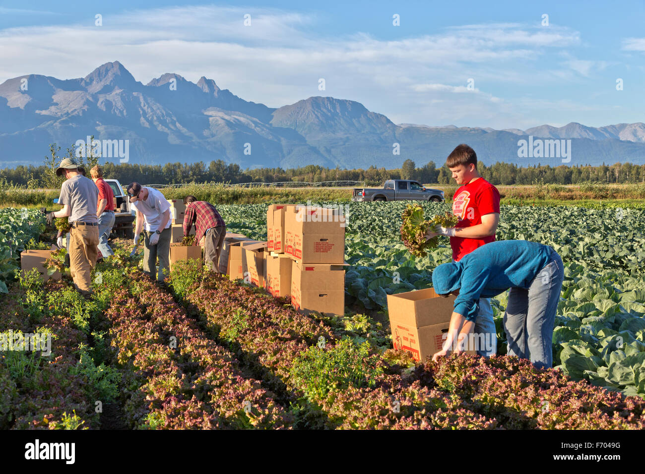 Les jeunes travailleurs agricoles 'récolte', la laitue à feuilles rouges Montagnes Chugach en arrière-plan. Banque D'Images
