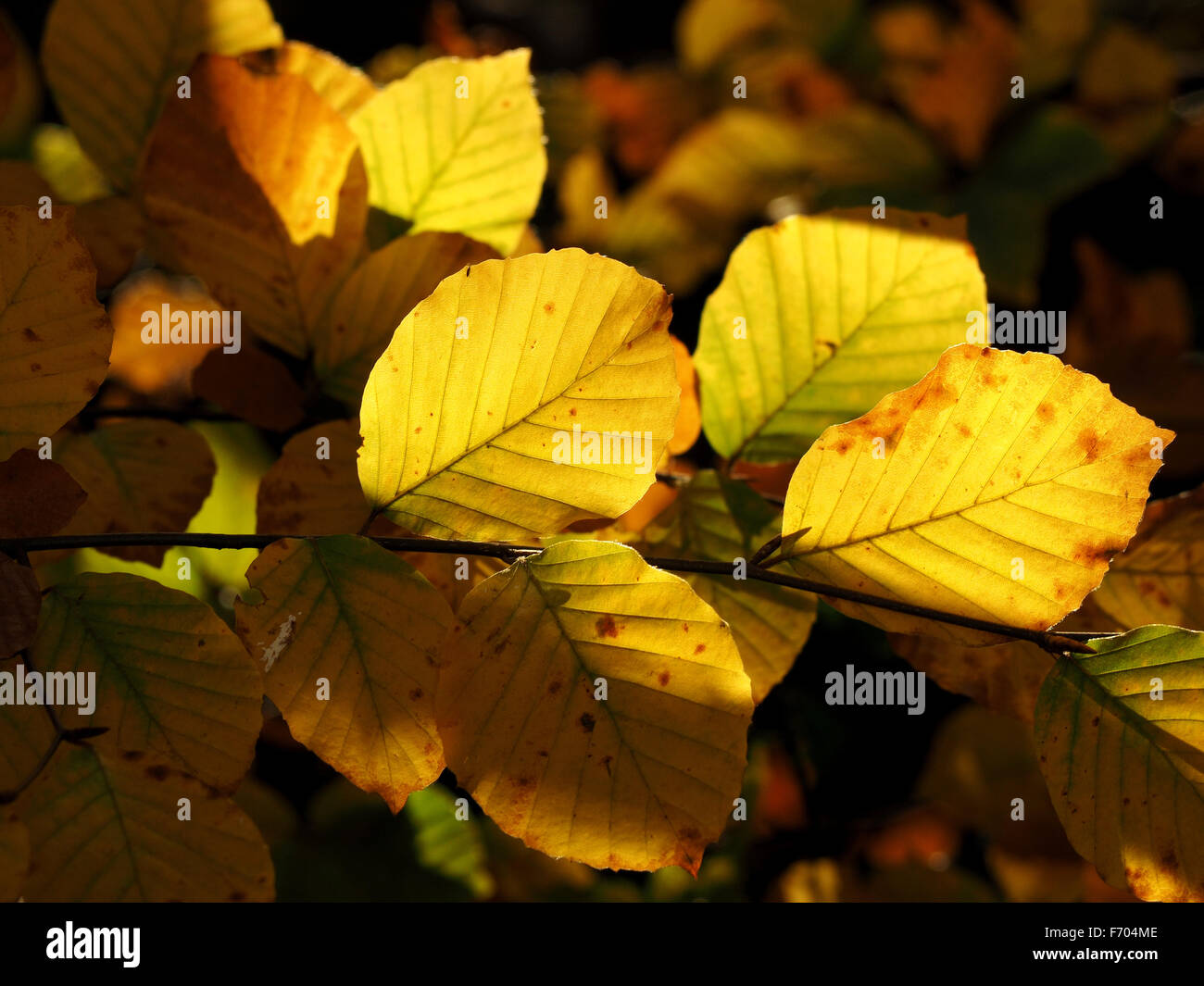 Image automne ensoleillé de gras jaune brun et les feuilles d'automne d'Or avec reflets verts contre un arrière-plan sombre sombre Banque D'Images