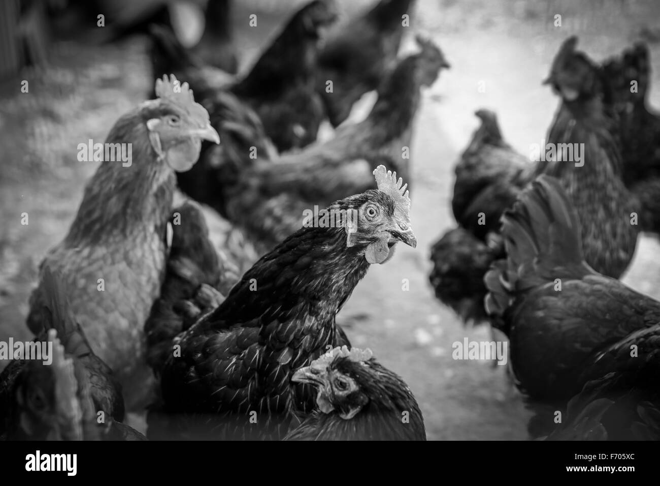 Célébration de Pâques à la ferme à Jasper, en Indiana Banque D'Images