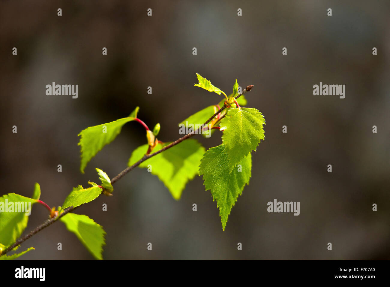 Dans les bois de culture de la canneberge Banque D'Images