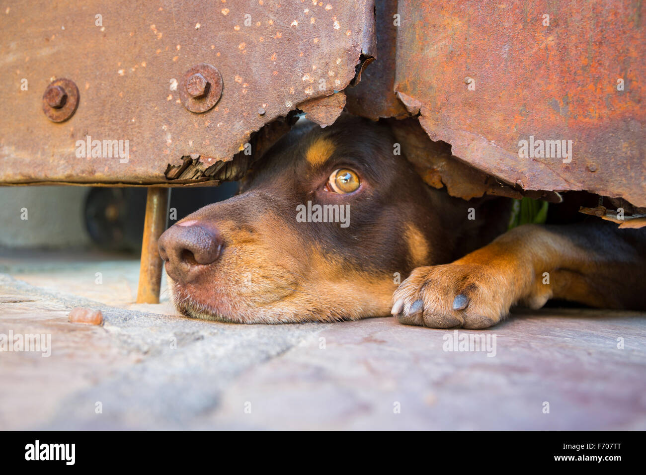 Arizona, Bisbee, USA, le 6 avril 2015, le chien a l'air sous la porte d'acier Banque D'Images